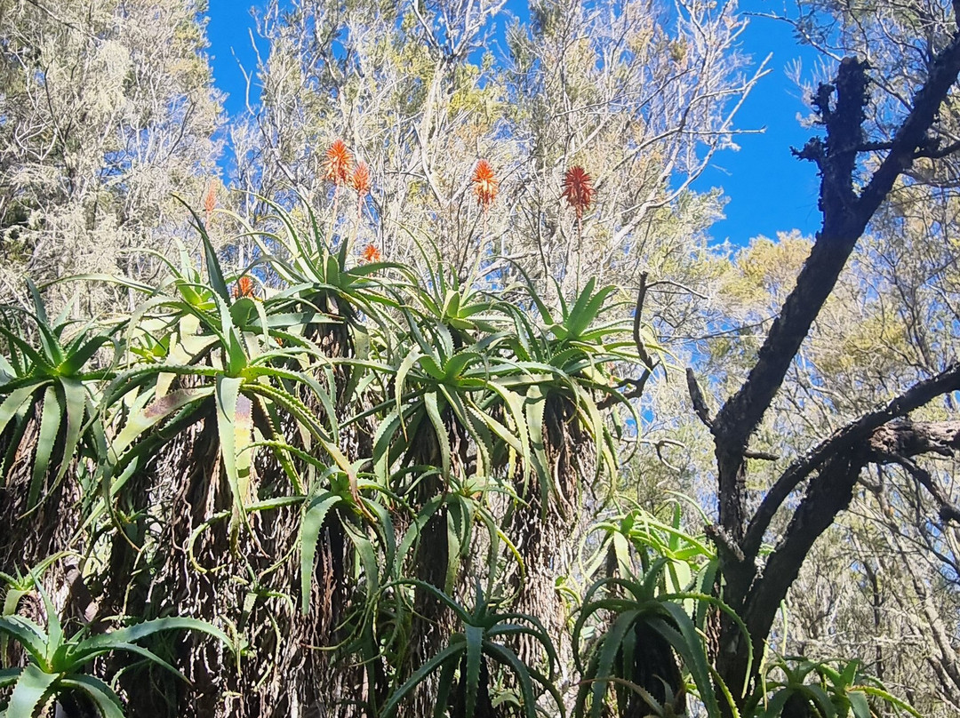 Melanie Ebock GOMERAGUIDE-La Gomera必去景点