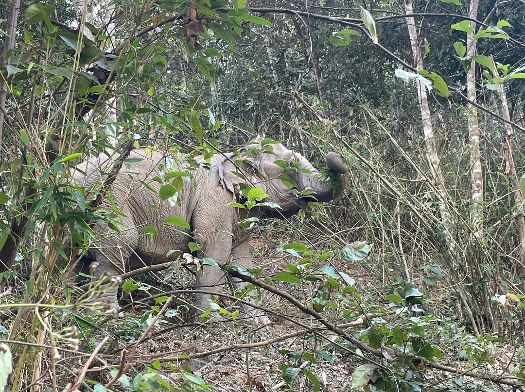 Joy Elephant Sanctuary景点图片