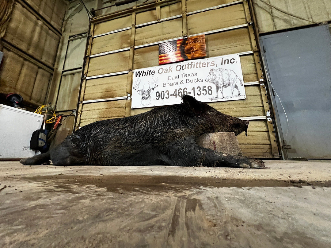 Texas Hog Hunting Outfitters
