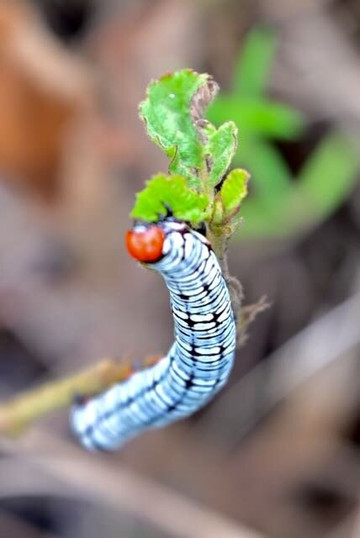 Guanacaste Wildlife Monitoring-利比里亚必去景点