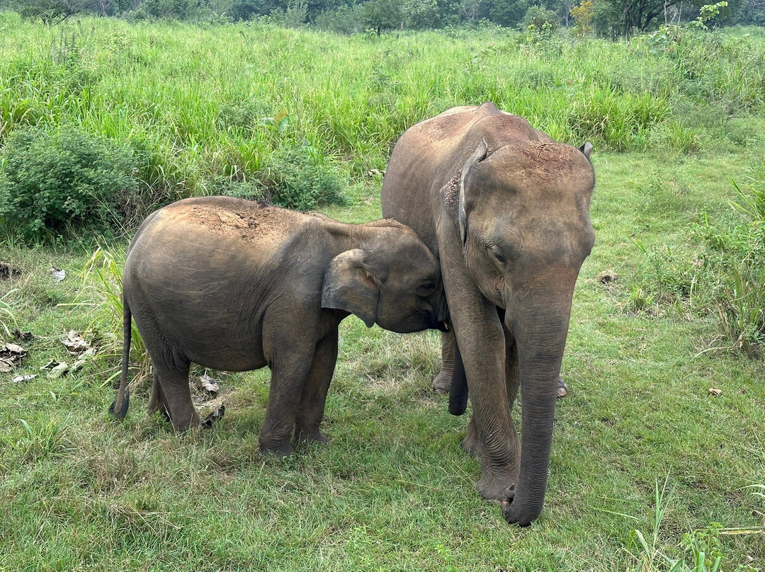 Lankan Wild Life Safari-哈巴拉娜必去景点