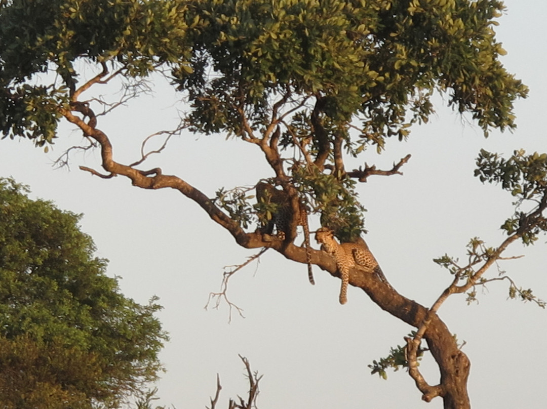 All Out Safaris-马里兰必去景点