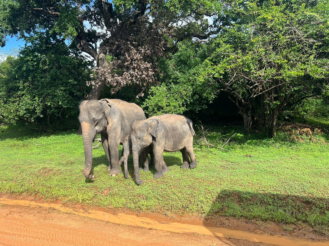 Manju Lanka Tours景点图片