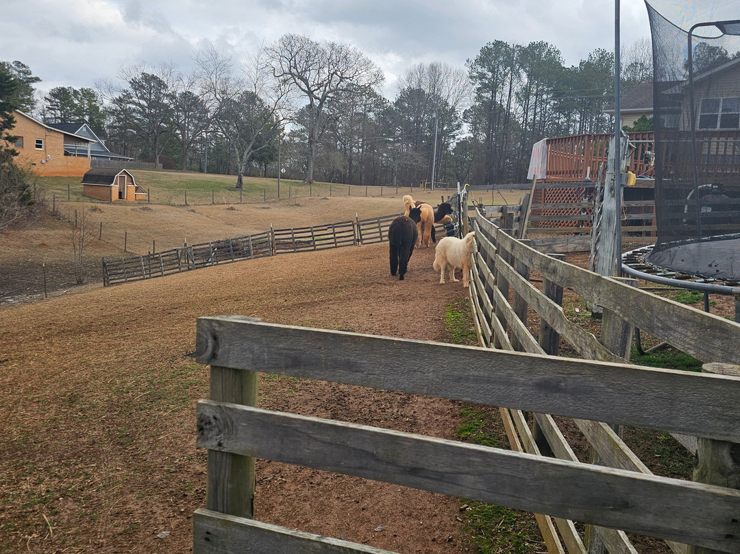 Buddy's Alpaca Farm-Douglasville必去景点