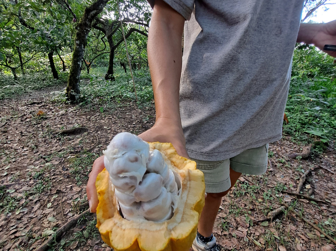 Chocorart景点图片