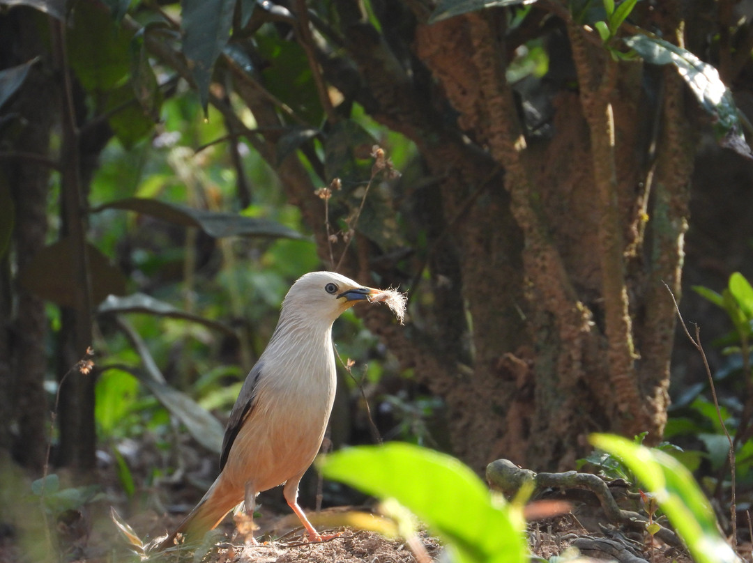 Birdwatching Cherambadi-Cherambadi必去景点