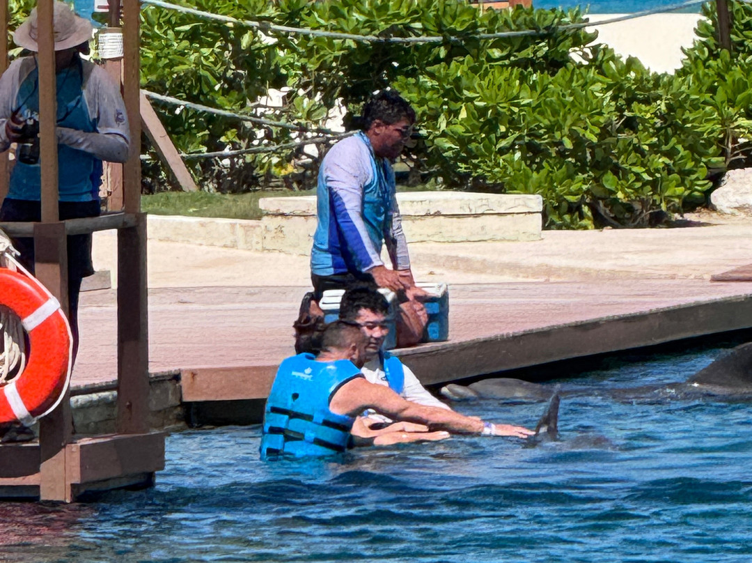 Delphinus Punta Cancun景点图片