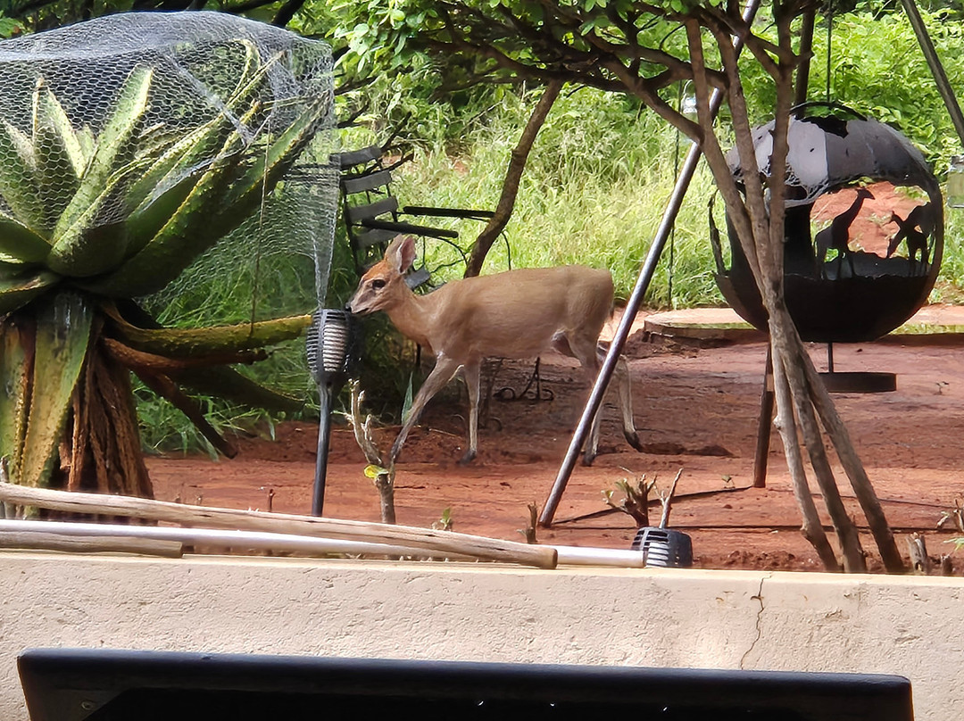 Ukuthula Bush Lodge主图