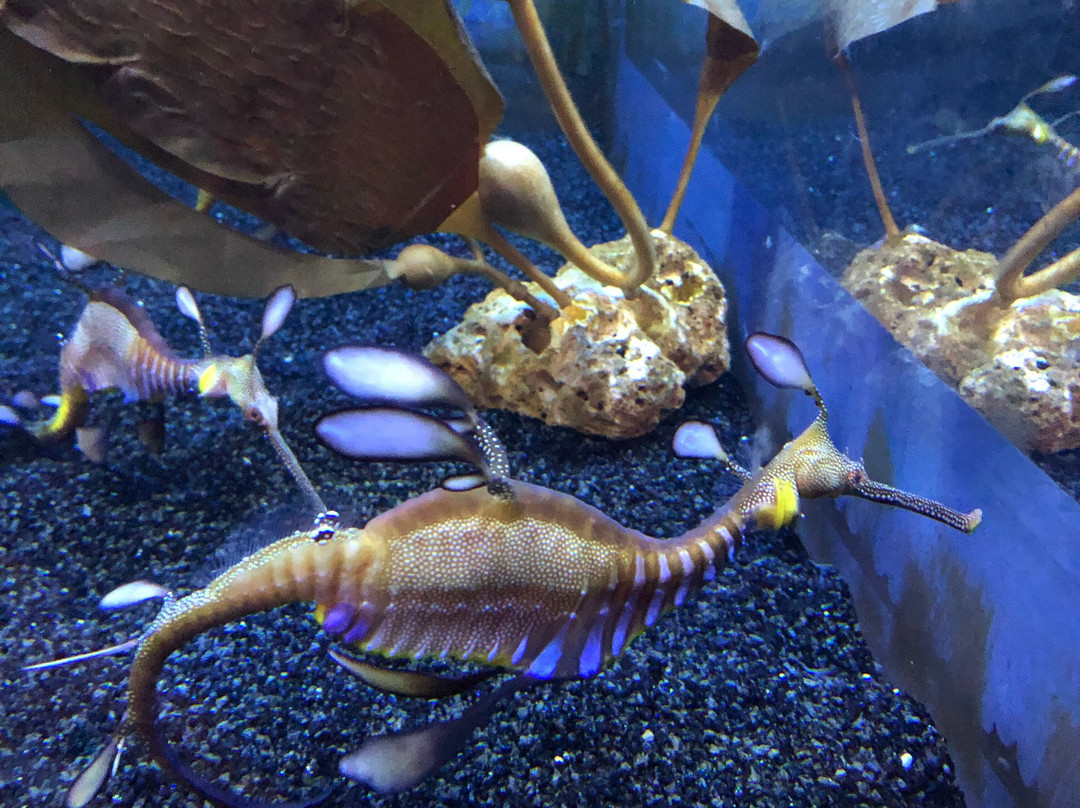 Weymouth SEA LIFE Adventure Park景点图片