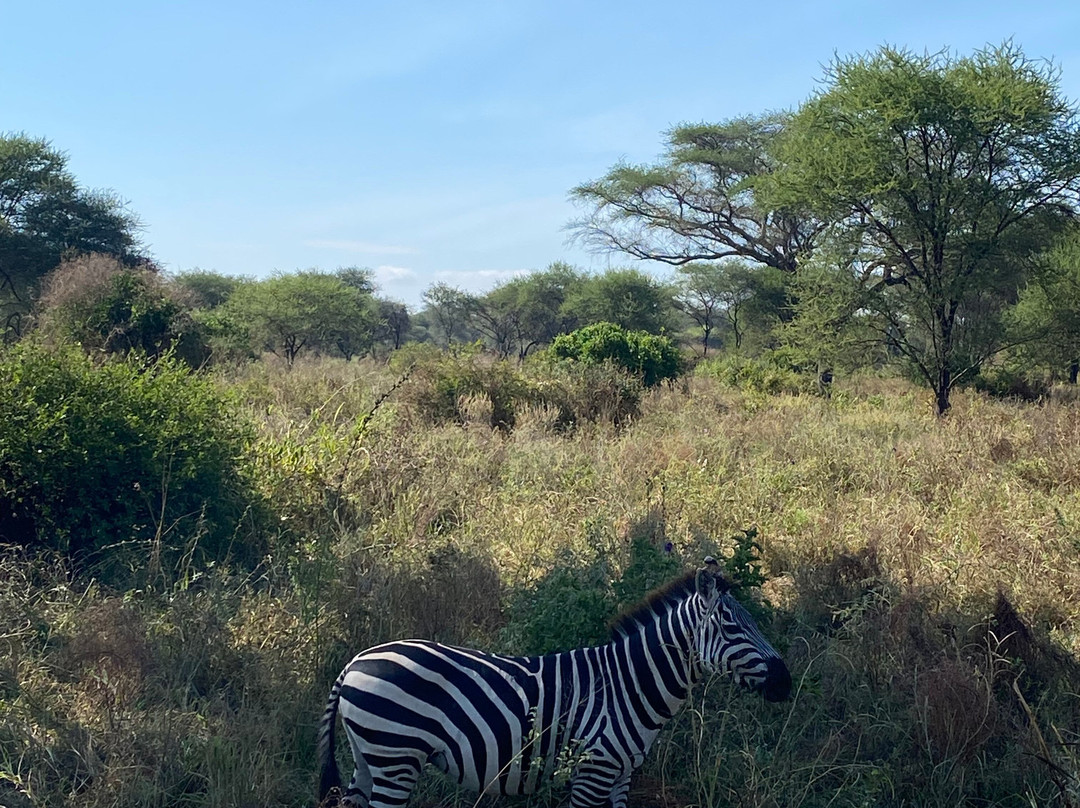 UBUNTU SAFARIS & TOURS COMPANY-阿鲁沙必去景点