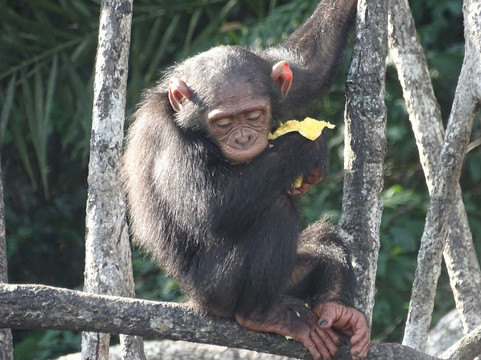 Camp Help Congo-Conkouati-Douli National Park必去景点