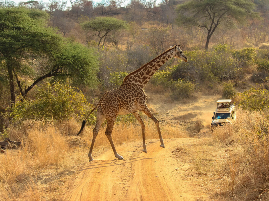 Lwizi Eco Safaris And Adventure Tours