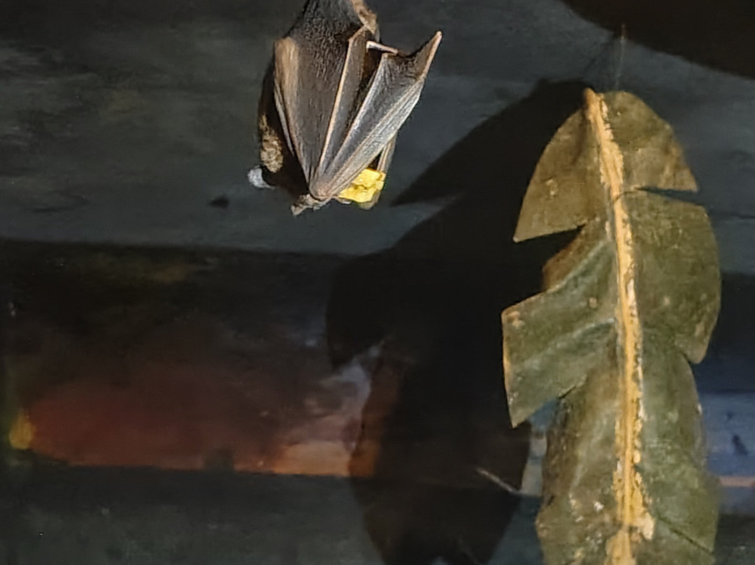 The Bat Jungle景点图片