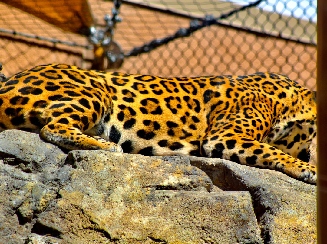 El Paso Zoo-埃尔帕索必去景点
