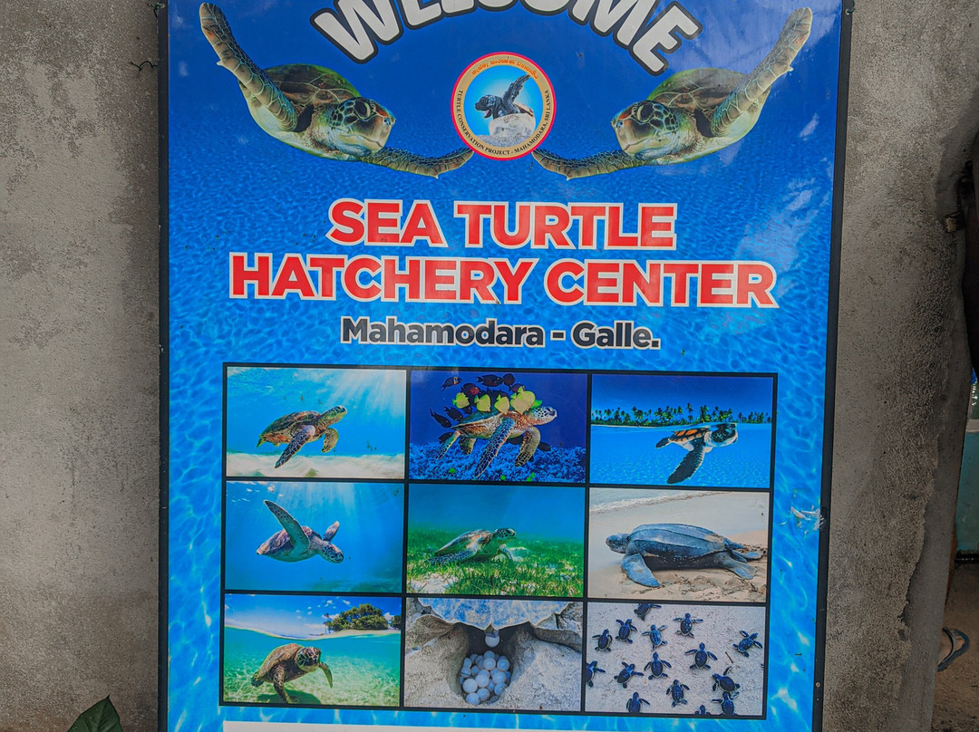 Sea Turtle Farm Galle Mahamodara景点图片