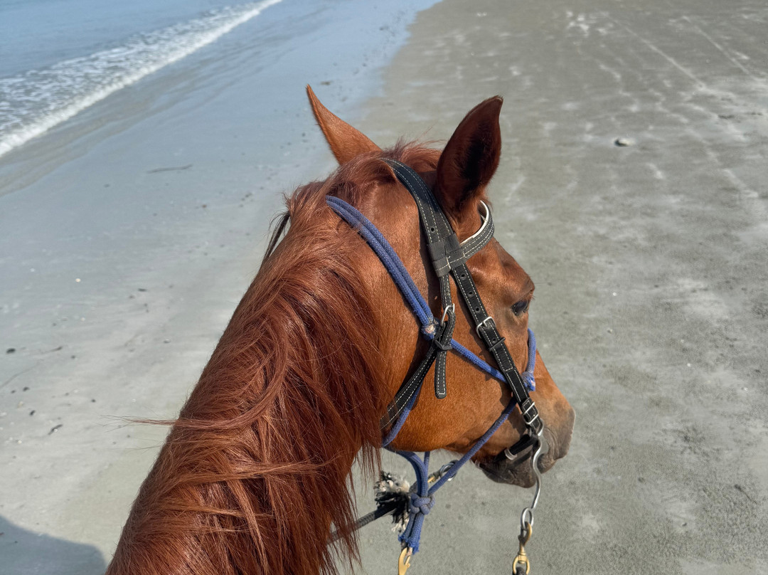 Pirates Bar Horse riding-兰塔岛必去景点