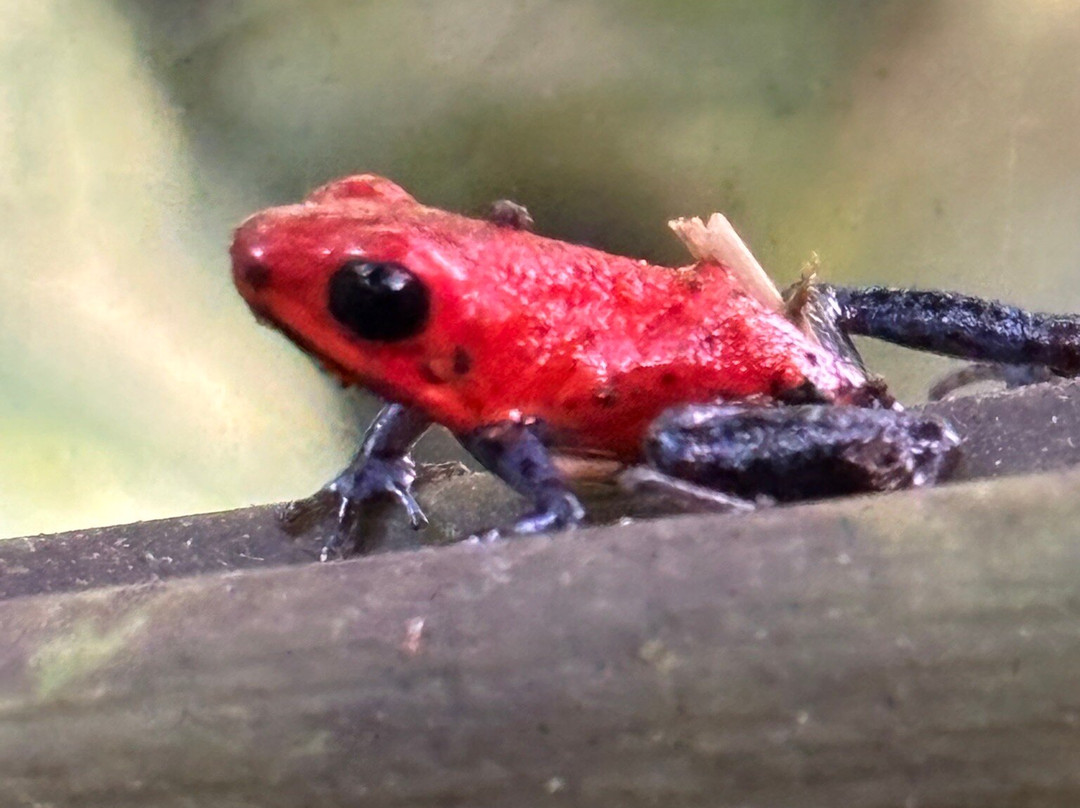 Fayla Tours Costa Rica-萨迪纳尔必去景点