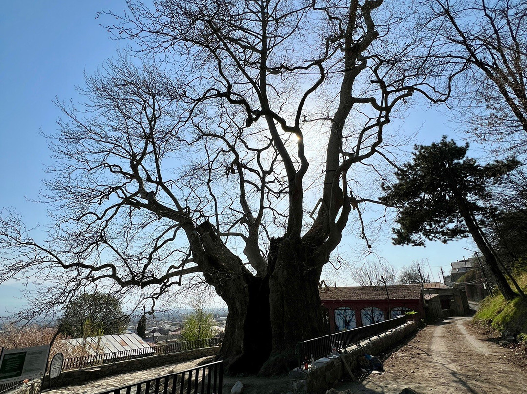 Giant Plane Tree-Telavi必去景点