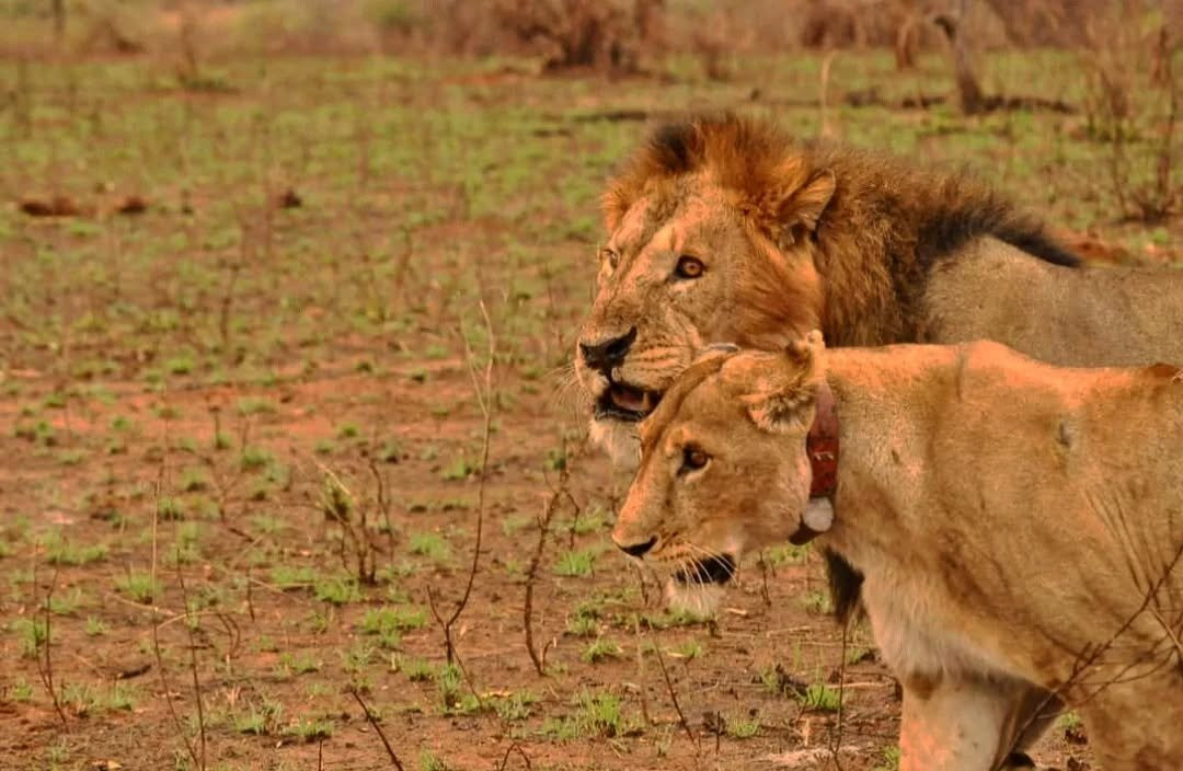 Alanana Wild Safaris-Makao Mapya必去景点