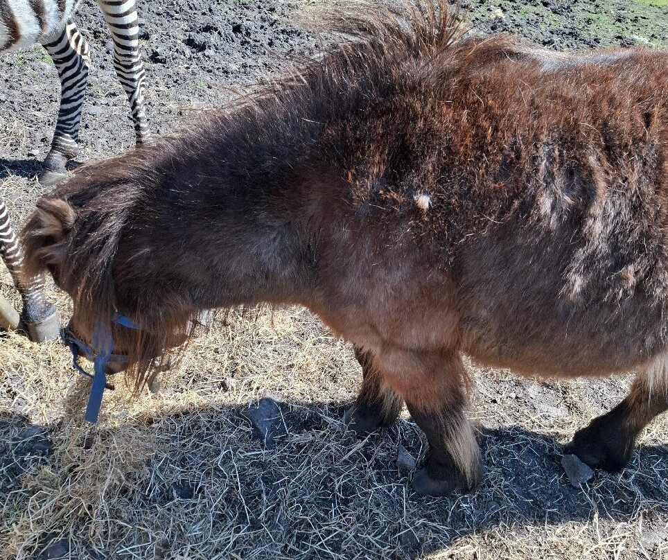 Errigal View Pet Farm-Gweedore必去景点