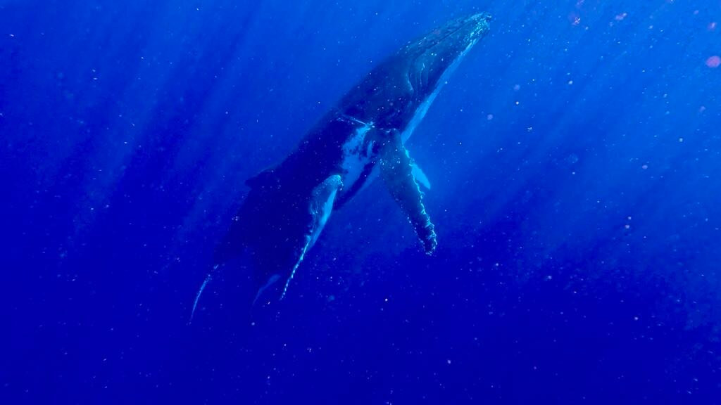 Tongan Expeditions Dive & Whale Watching-Neiafu必去景点