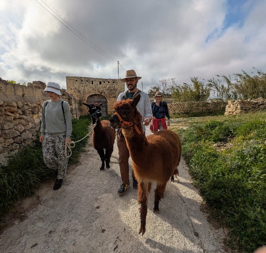 Gozo Alpaca Walks-Xewkija必去景点