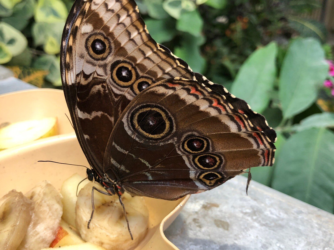 The Butterfly House-维也纳必去景点