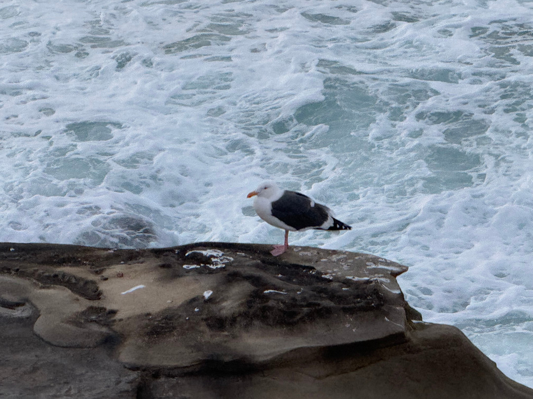 Shell Beach Tide Pools-拉荷亚必去景点
