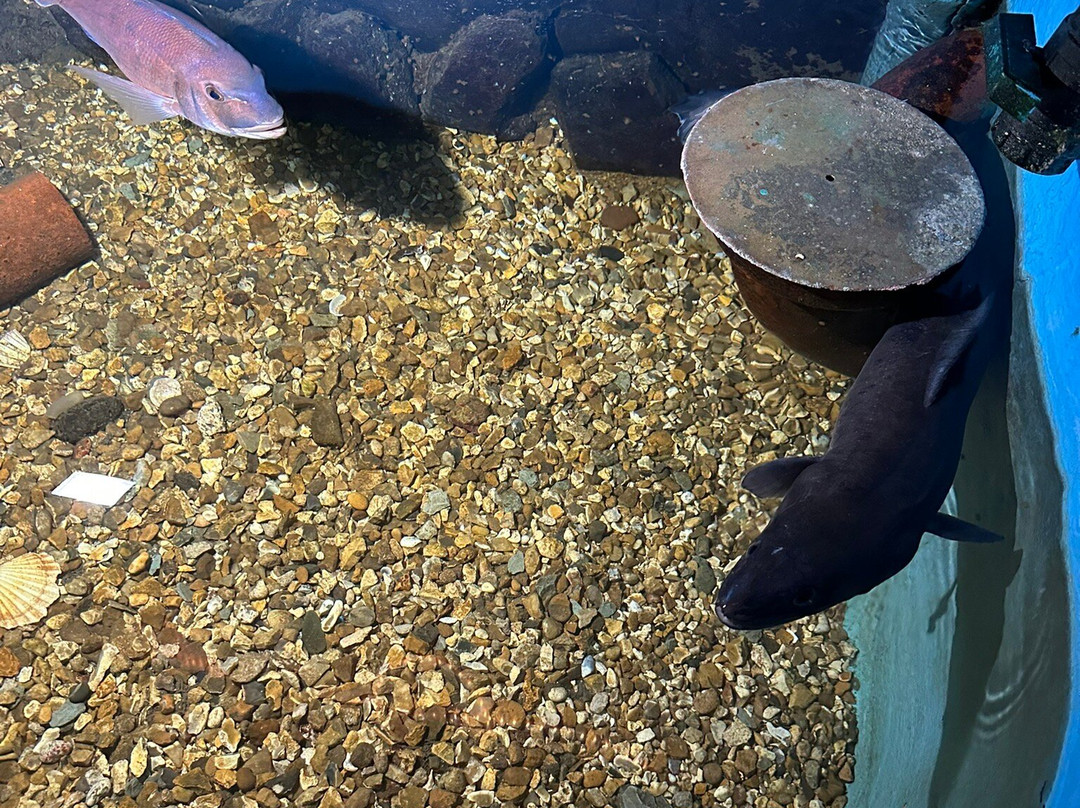 Fowey Aquarium-福伊必去景点