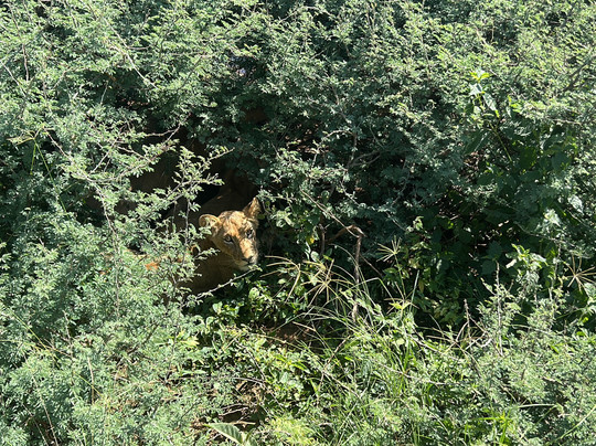 Rio Safaris Uganda-Gulu必去景点