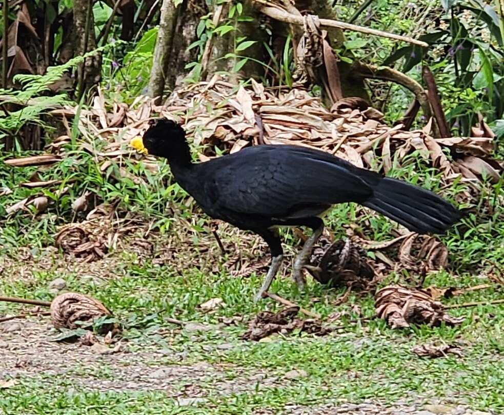 Tapir Valley Nature Reserve-Bijagua de Upala必去景点