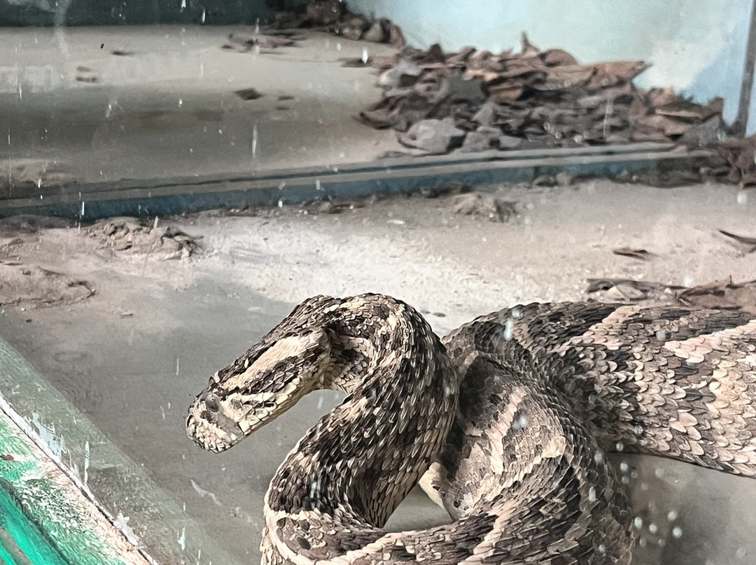 Falconry of Kenya-马林地必去景点