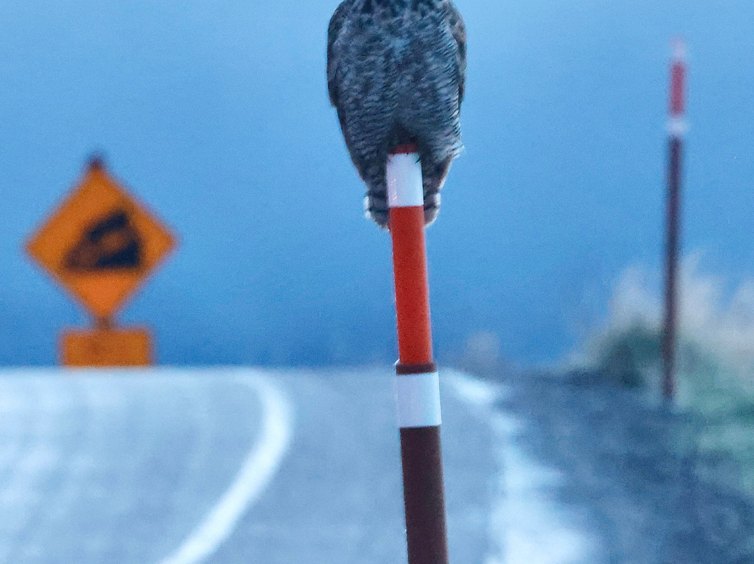 Yellowstone Insight - Day Tours-加德纳必去景点