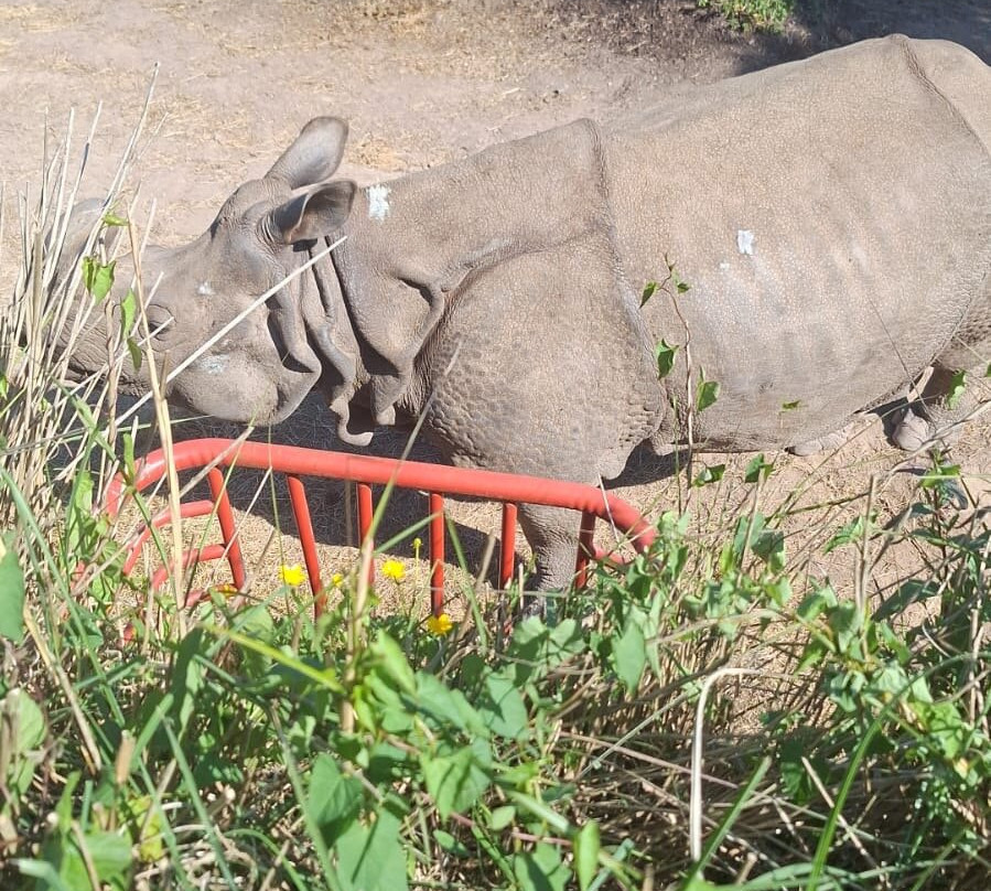 Fota Wildlife Park景点图片