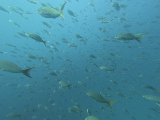 Academy Bay Diving-阿约拉港必去景点