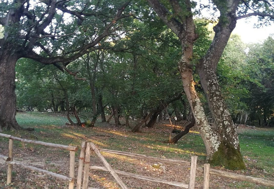 Necropoli del Puntone景点图片