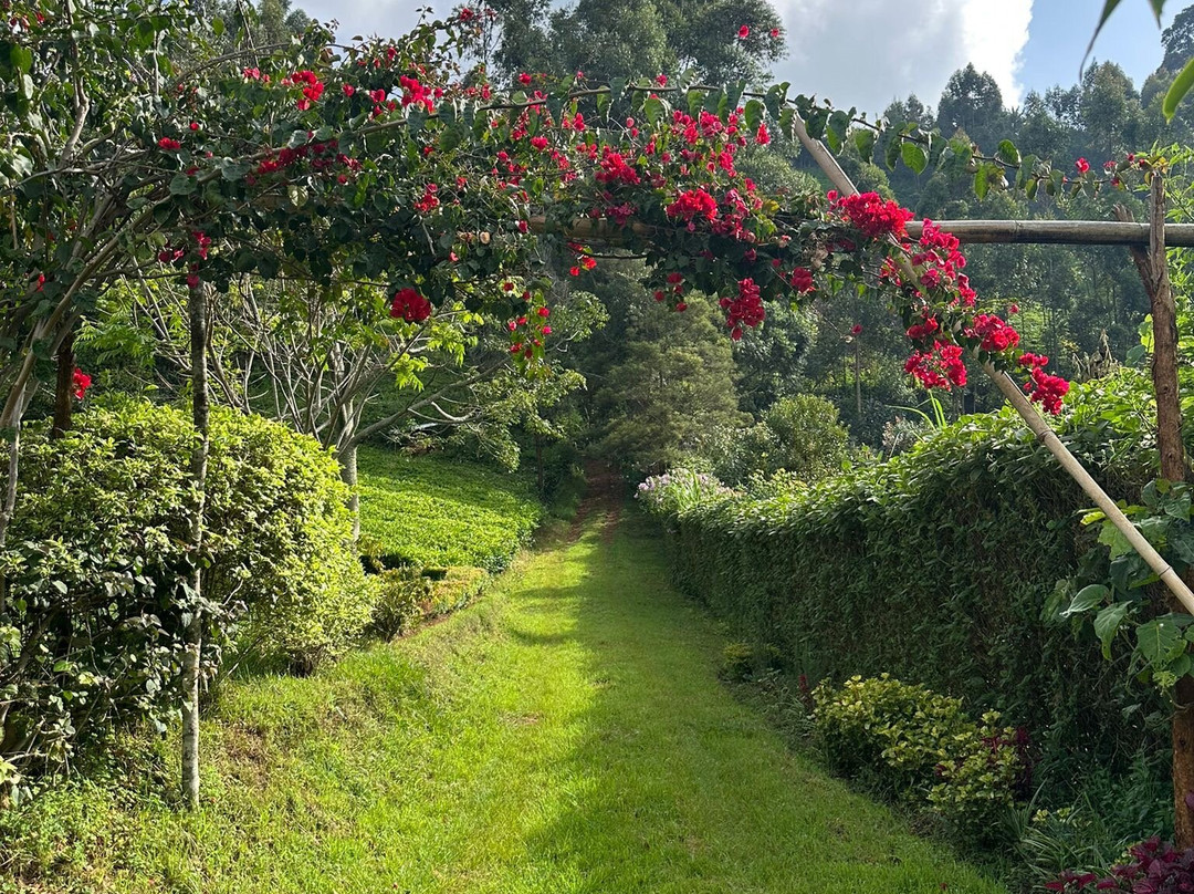 Kimakia Tea Cottages主图