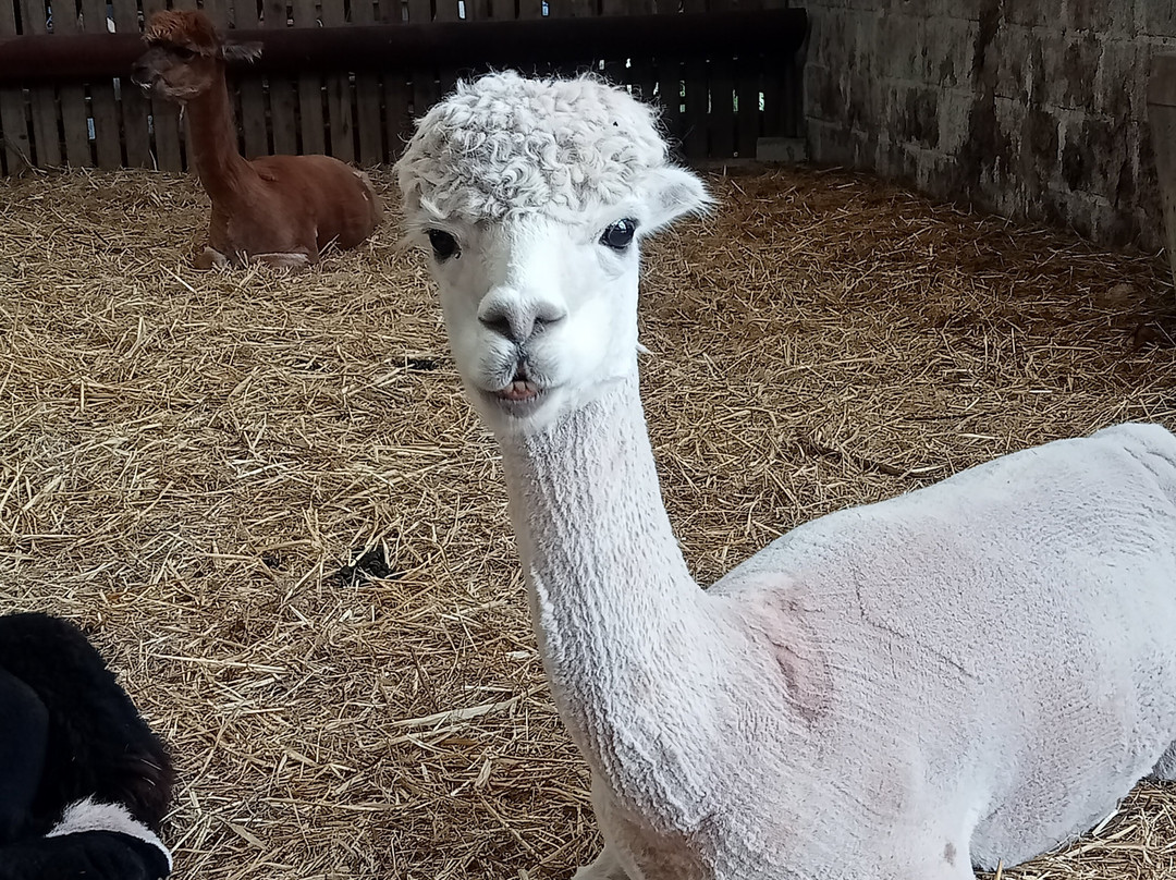 Pembrokeshire Alpaca Trekking景点图片
