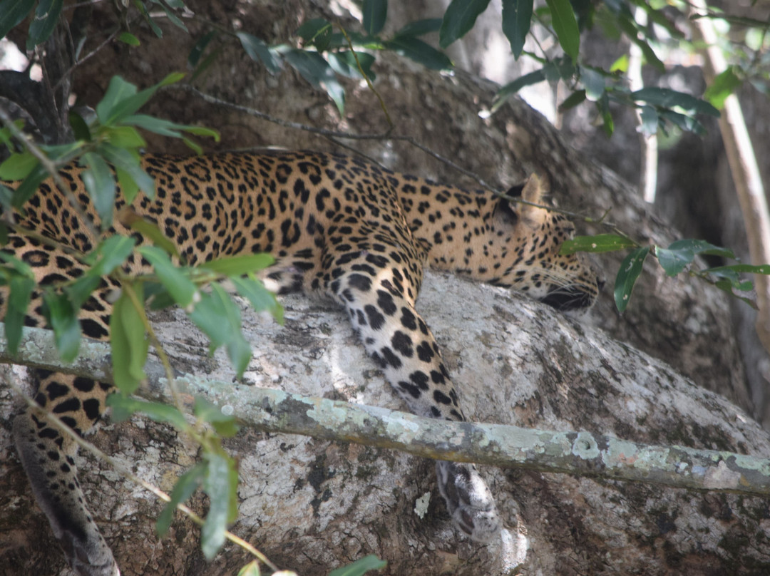 Wilpattu Wildlife Explore-Kurunegala必去景点