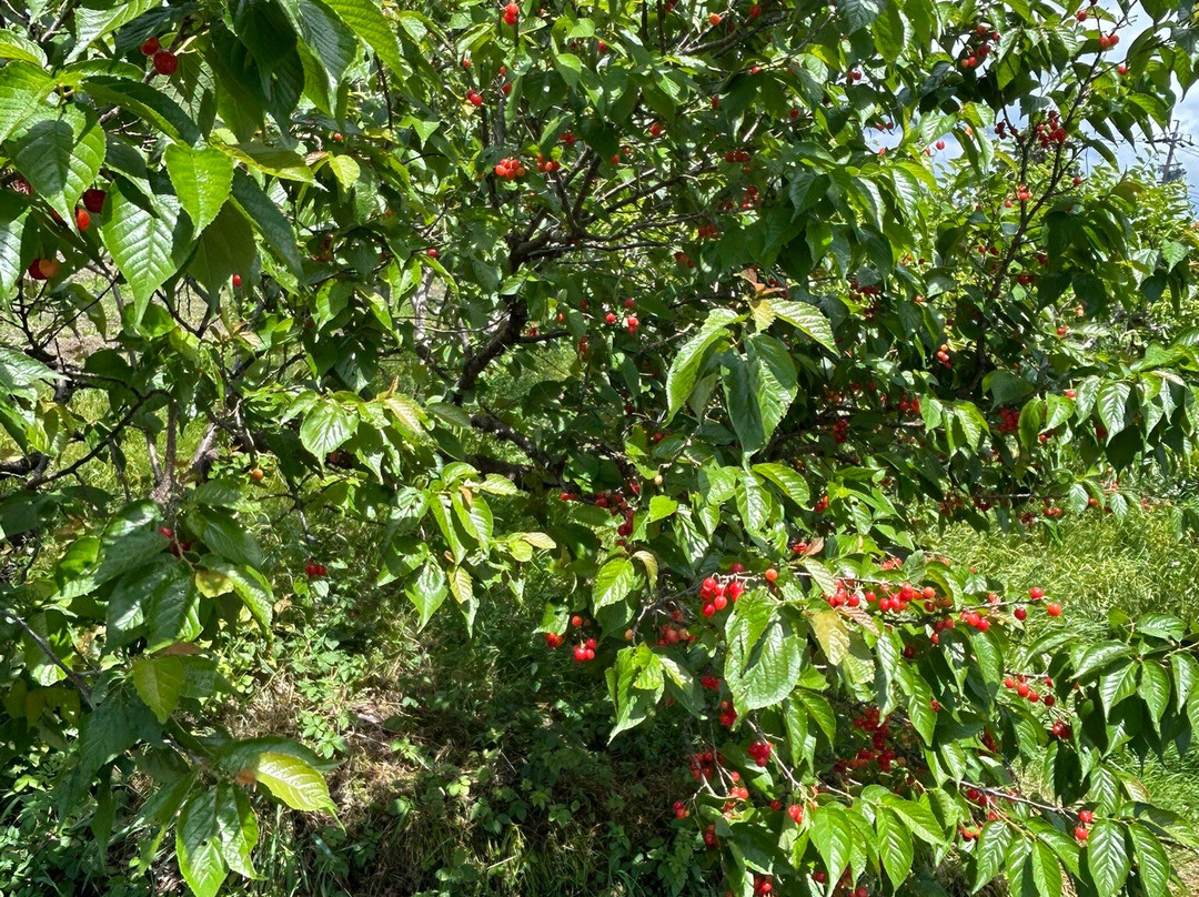 Onocho Rose Park-小野町必去景点
