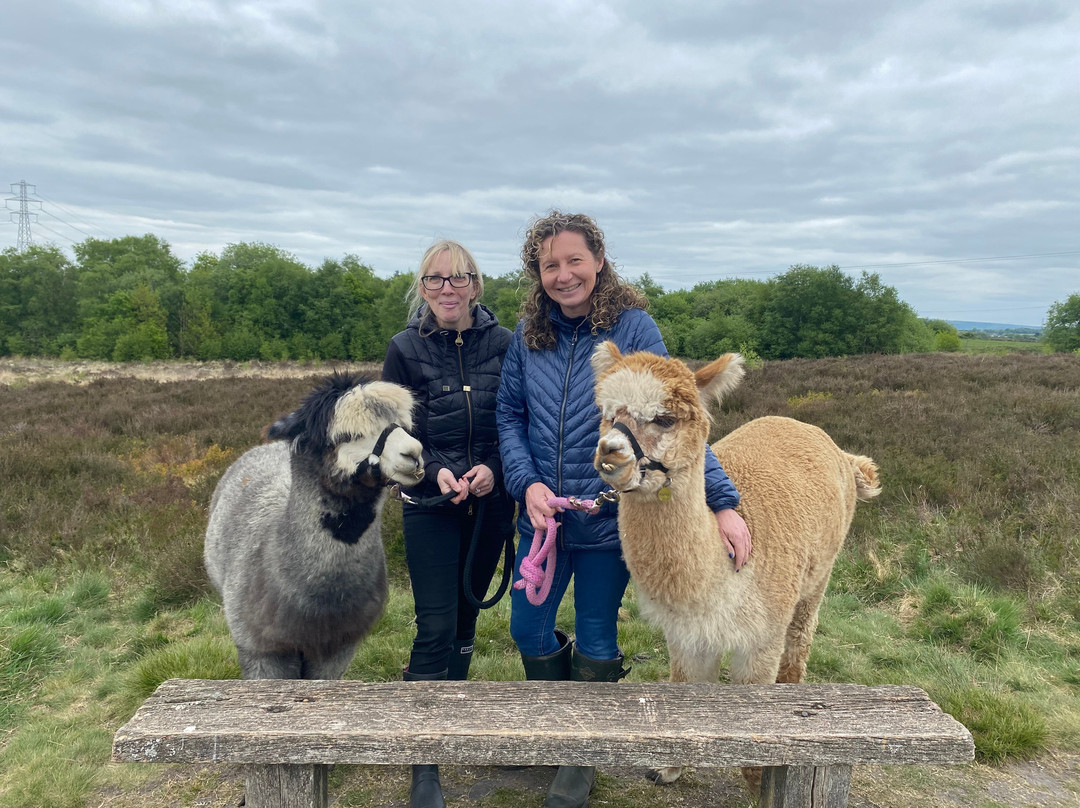Wetley Moor Alpacas-特伦特河畔斯托克必去景点