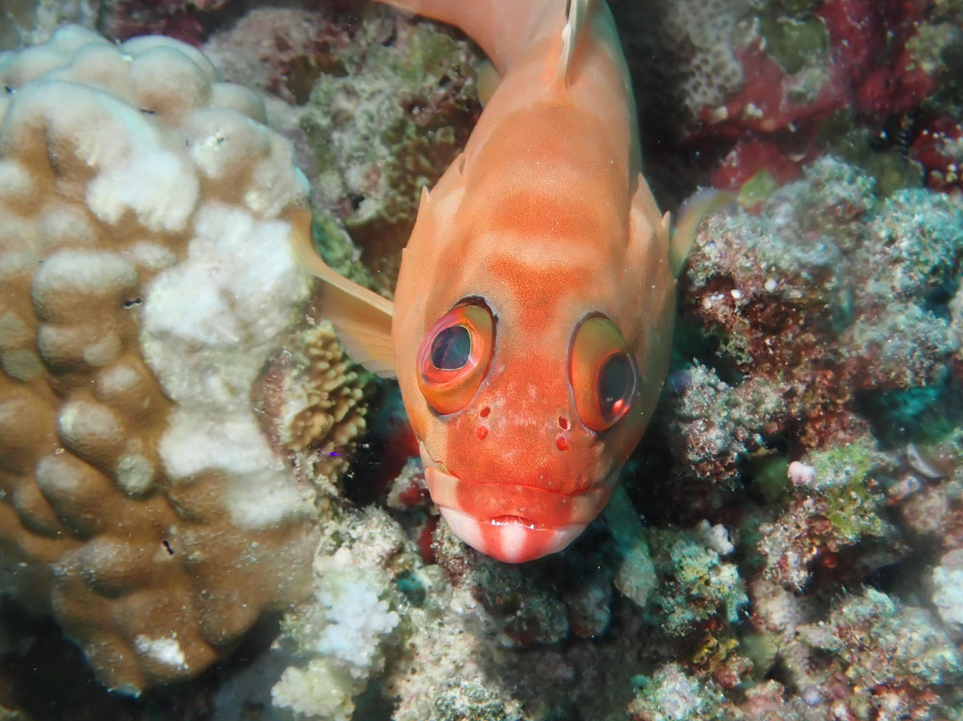 Alihuras Rasdhoo Dive & Excursions景点图片