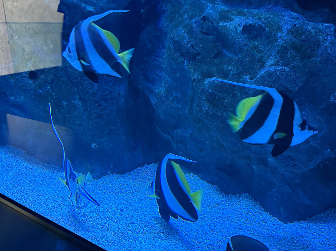 Marassi Aquarium & Underwater Zoo景点图片