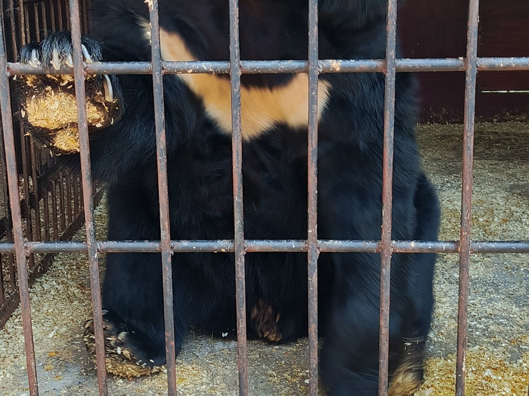 Zookompleks Three Bears-彼得罗扎沃茨克必去景点