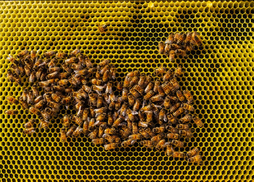 Pollen Nation Farm-Little Rapids必去景点