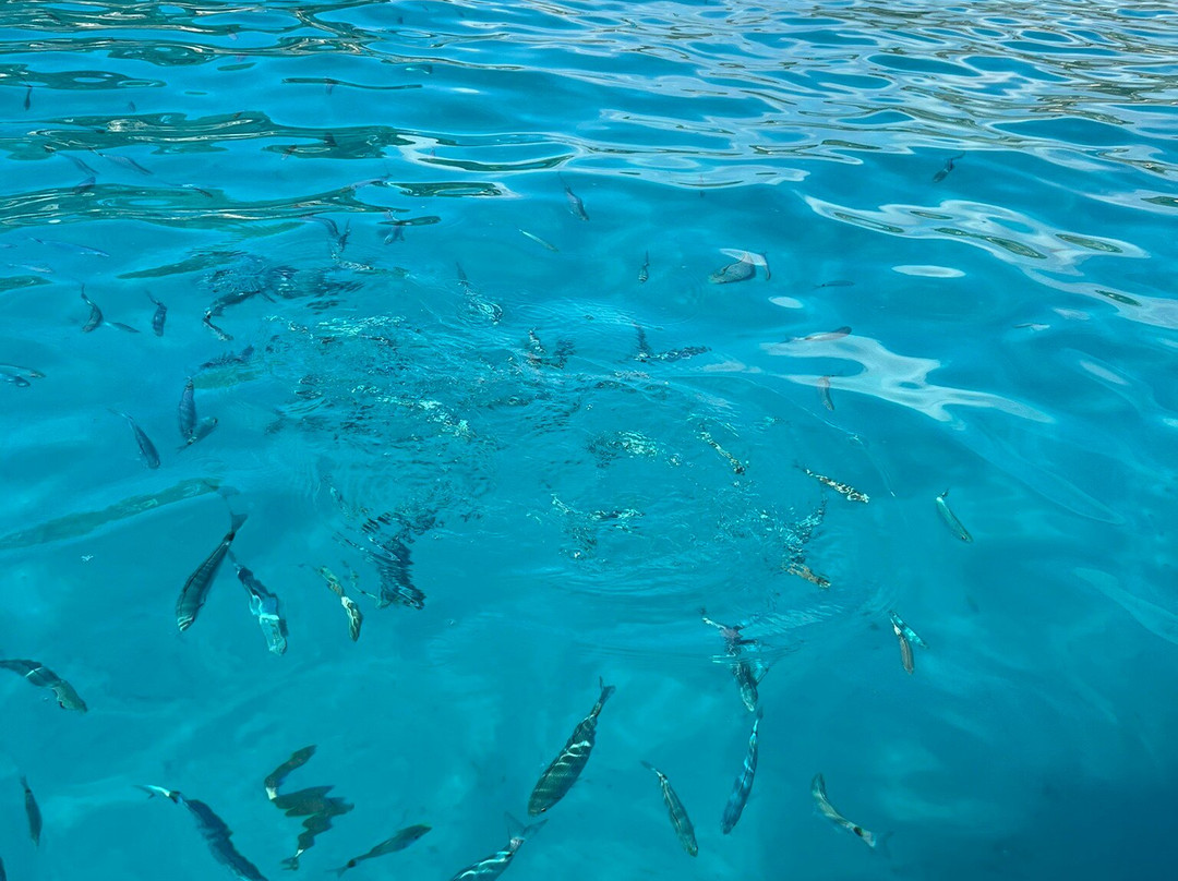 Ocean Charter Mallorca-Cala Figuera必去景点