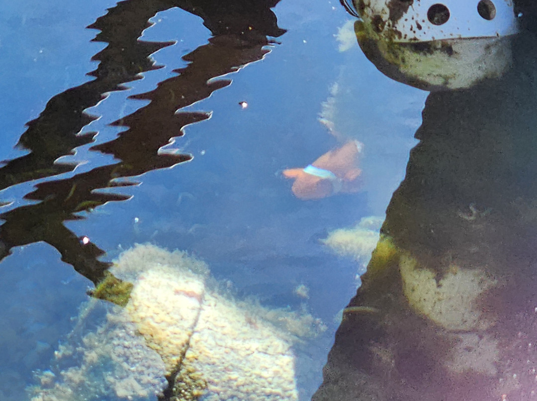 Bardi Ardyaloon Hatchery-Dampier Peninsula必去景点