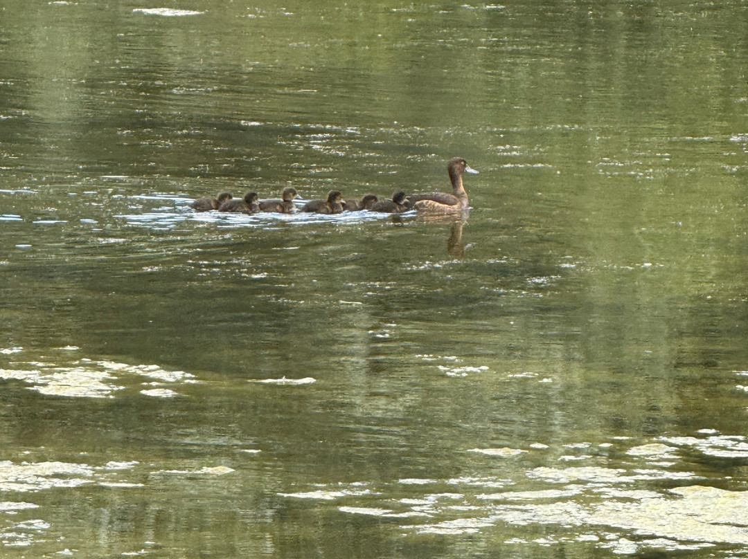 Warnham Local Nature Reserve-霍舍姆必去景点