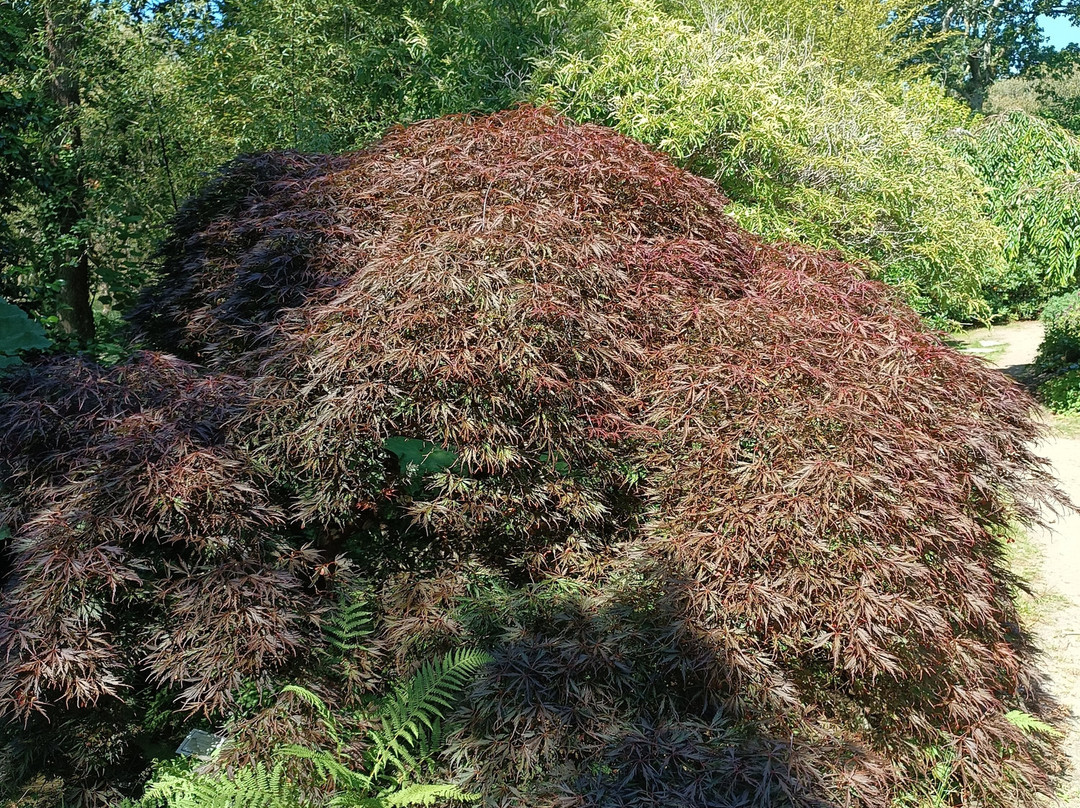 Parc Botanique de Cornouaille-孔布里必去景点