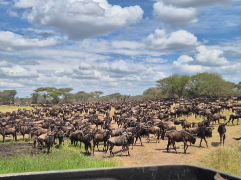 Vumbua Safari-阿鲁沙必去景点